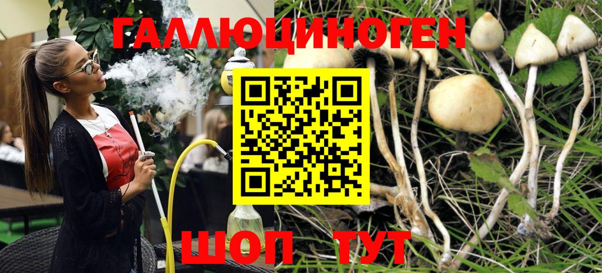 Галлюциногенные грибы прущие грибы  Псилоцибиновые грибы Psilocybe  Ахтубинск  Вход с VPN 